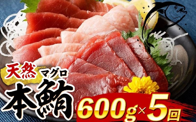 
            【 定期便 5回 】 厳選天然本マグロ 600g | 大トロ 中トロ 赤身 食べ比べ 刺身 刺し身 さしみ 海鮮丼 寿司 魚 ふるさと納税 限定 食べ比べ まぐろ 鮪 魚 魚介類 刺身 海鮮 まぐろ丼 手巻き寿司 冷凍 サク とろ 漬け丼 ふるさと納税定期便 ふるさと納税マグロ 20万円 10万円 頒布会 訳あり 人気 定期便 数量限定 期間限定 訳アリ 訳あり わけあり 高知県 室戸市
          
