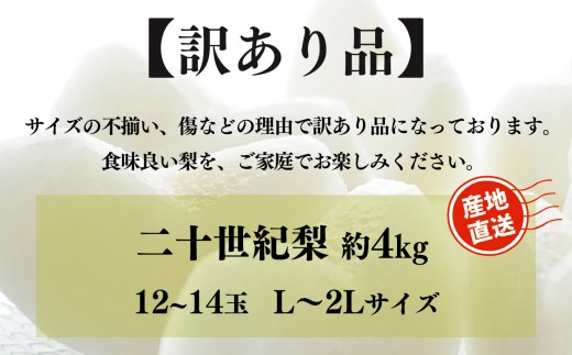 G17 【訳あり】 二十世紀梨 L～2Lサイズ 12～14玉 約4kg | フルーツ 果物 くだもの 梨  なし 二十世紀 産地直送 果汁たっぷり ジューシー 減農薬栽培 真田園 奈良県 大淀町 メディアで紹介