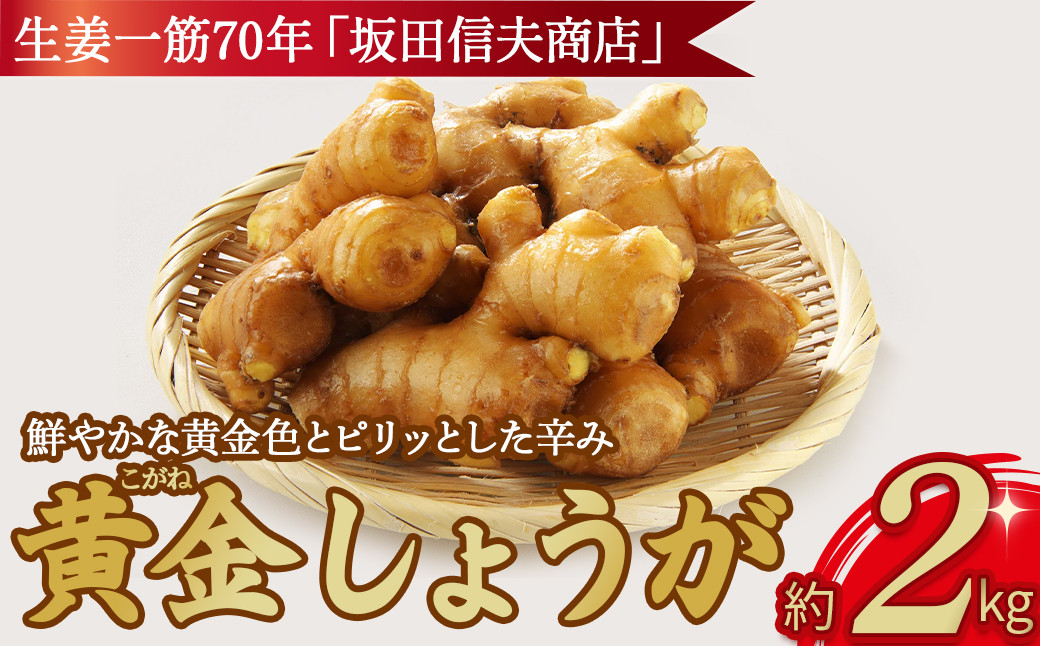 
            鮮やかな黄金色とピリッとした辛みの黄金しょうが2kg　Fsk-A01 しょうが ジンジャー おかず 野菜 大容量
          