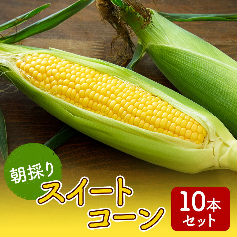 【ふるさと納税】朝採りスイートコーン 10本セット 野菜 とうもろこし 　お届け：2026年7月上旬～7月中旬