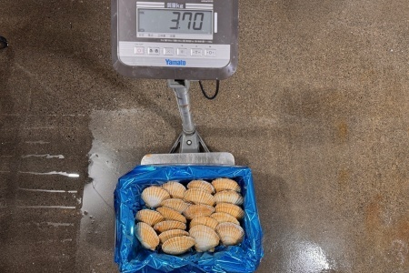 [12月21日決済分まで年内配送]【北海道根室産】活ホタテ貝20枚(計3.5kg～4kg) B-45016