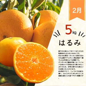 定期便【全3回/12・2・3月】紀州和歌山産旬のフルーツ定期便 (田村みかん・はるみ・不知火)【tkb376】