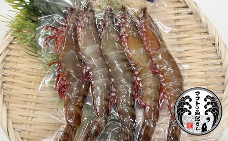 【沼島産】足赤エビ（クマエビ）200ℊ×3袋　◆配送11/1～2/28