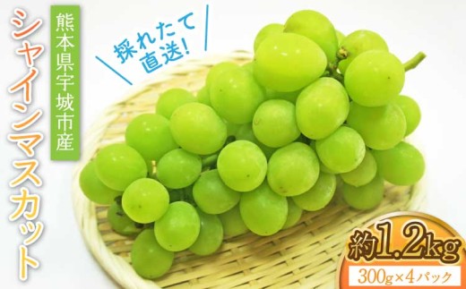 【先行予約】 シャインマスカット 採れたて直送！熊本県 宇城市産シャインマスカット 約1.2kg（300g×4パック入り）【2026年7月中旬?8月中旬頃順次発送予定】