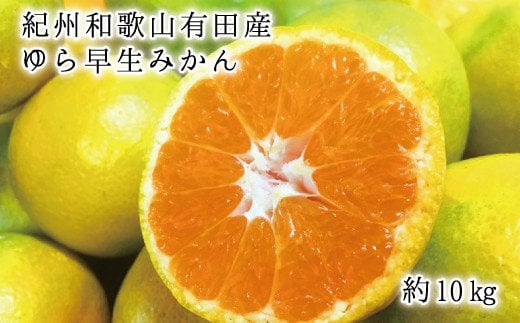 
             紀州和歌山有田産ゆら早生みかん10kg　※2025年10月中旬頃～10月下旬頃順次発送予定(お届け日指定不可)  / みかん 蜜柑 フルーツ 果物 くだもの【uot734】
          