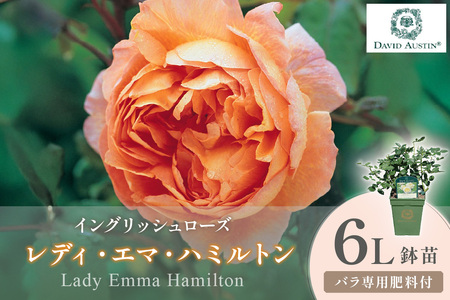 【イングリッシュローズ】デビッド・オースチン レディ・エマ・ハミルトン 6L鉢苗（バラ専用肥料付）【025D-051】