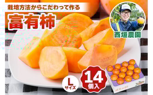 [先行予約／令和8年産／2026年11月中旬～発送予定]《柿の王様》西垣農園の富有柿 Lサイズ (14個入)【栽培方法からこだわって作る良質の富有柿】[mt019]  柿 かき フルーツ 果物 くだもの 旬 農家直送 産地直送 デザート