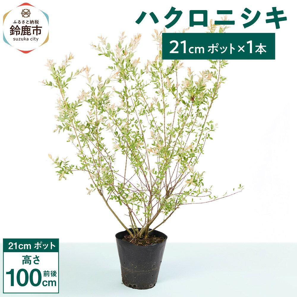 【ふるさと納税】緑の力で地球を元気に!【ハクロニシキ】　21cmポット高さ100cm前後　新芽が綺麗で刈込に強い!
