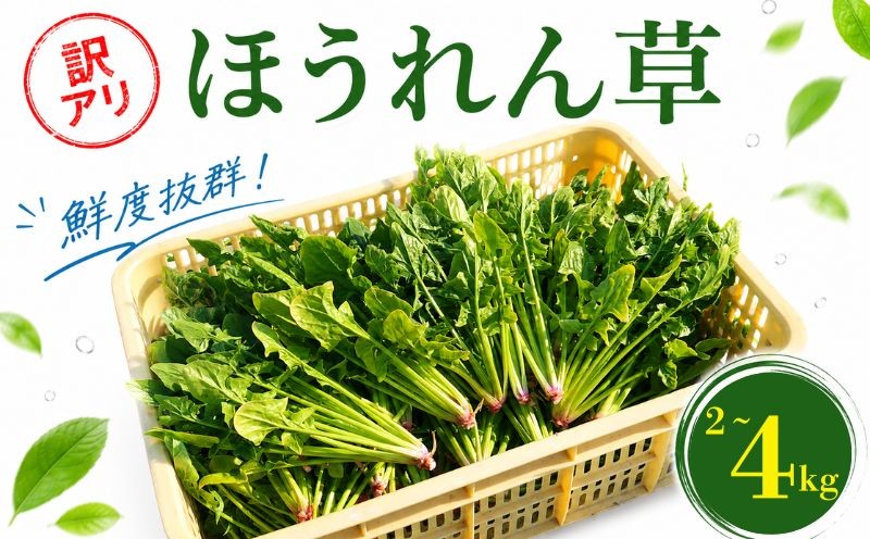 
                  【訳あり】先行予約 ほうれん草 2kg~4kg 国産 ほうれん草 旬 野菜 家庭用 サラダ 炒め物 スープ カレー 常温配送 みずみずしい 甘み やわらかい 産直 産地直送 不揃い サイズ混合 保存便利 加熱調理 春野菜 ご当地 野菜セット 小分け 野菜 ふるさと納税 愛媛県 新居浜市 むぎとのやさい
                