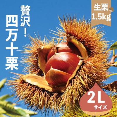ふるさと納税 四万十市 【期間・数量限定】新栗!贅沢四万十栗(2Lサイズ生栗)約1.5kg【2025年10月上旬〜下旬発送】