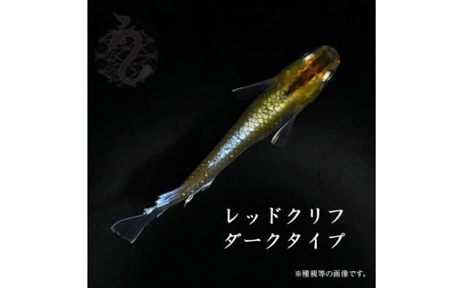 0060-004 メダカ「レッドクリフダークタイプ」2ペア