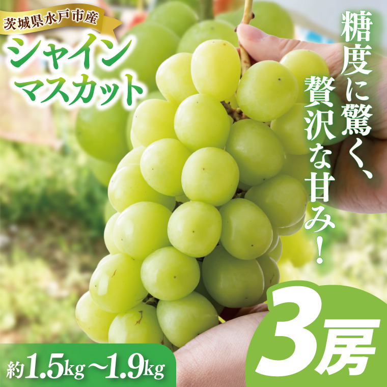 【9月中旬より順次発送】糖度に驚く、贅沢な甘み！水戸市産シャインマスカット ３房 約1.5kg～1.9kg 【葡萄 ぶどう マスカット フルーツ 果物 くだもの  水戸市 茨城県 】(NL-2)