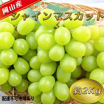 【ふるさと納税】ぶどう 2026年 先行予約 シャイン マスカット 【9月上旬～順次発送分】約2kg 糖度抜群！ ブドウ 葡萄 岡山県産 国産 フルーツ 果物 ギフト 果物類 　お届け：2026年9月上旬～2026年10月上旬
