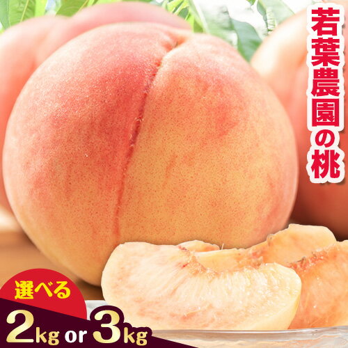 【ふるさと納税】桃 もも 若葉農園 の 桃 選べる 2kg (6〜8玉) 3kg (8〜9玉) 若葉農園《2025年6月末-8月下旬頃出荷》 和歌山県 紀の川市 桃 もも モモ 有機栽培 果物 フルーツ 送料無料