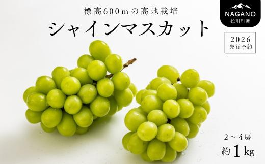 TK09-26A 【特別先行予約】 ぶどう シャインマスカット 約1kg ／ 2026年9月中旬～10月初旬頃 配送予定 // 贈答 長野県 南信州 シャインマスカット マスカット 種なし 皮ごと ぶどう 葡萄 果物 フルーツ