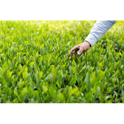 ふるさと納税 古河市 伝統ある茶園が贈る幻の茶品種「いずみ」の和紅茶&緑茶の「さしま茶満喫茶セット」_BM11 |  | 01