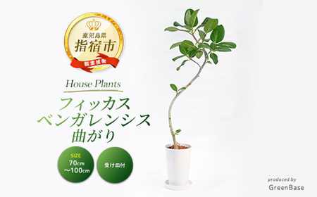 2026年1月中旬～発送【観葉植物】フィッカス・ベンガレンシス(曲がり)70cm～100cm (Green Base/018-2049) 南国鹿児島県で育った 観葉植物！植物 鉢付 インテリア 室内 オフィス おしゃれ プレゼント ギフト 開店祝い 移転祝い ※北海道・沖縄・離島配送不可