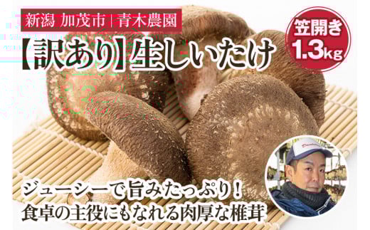 【2025年先行予約】【訳あり】生しいたけ 笠開き 約1.3kg（23～39個）《10月中旬から順次発送》 品評会で金賞受賞！ きのこ 訳あり しいたけ 椎茸 特大 食べ応えある大きさ 肉厚で旨味たっぷり！ 加茂市 青木農園