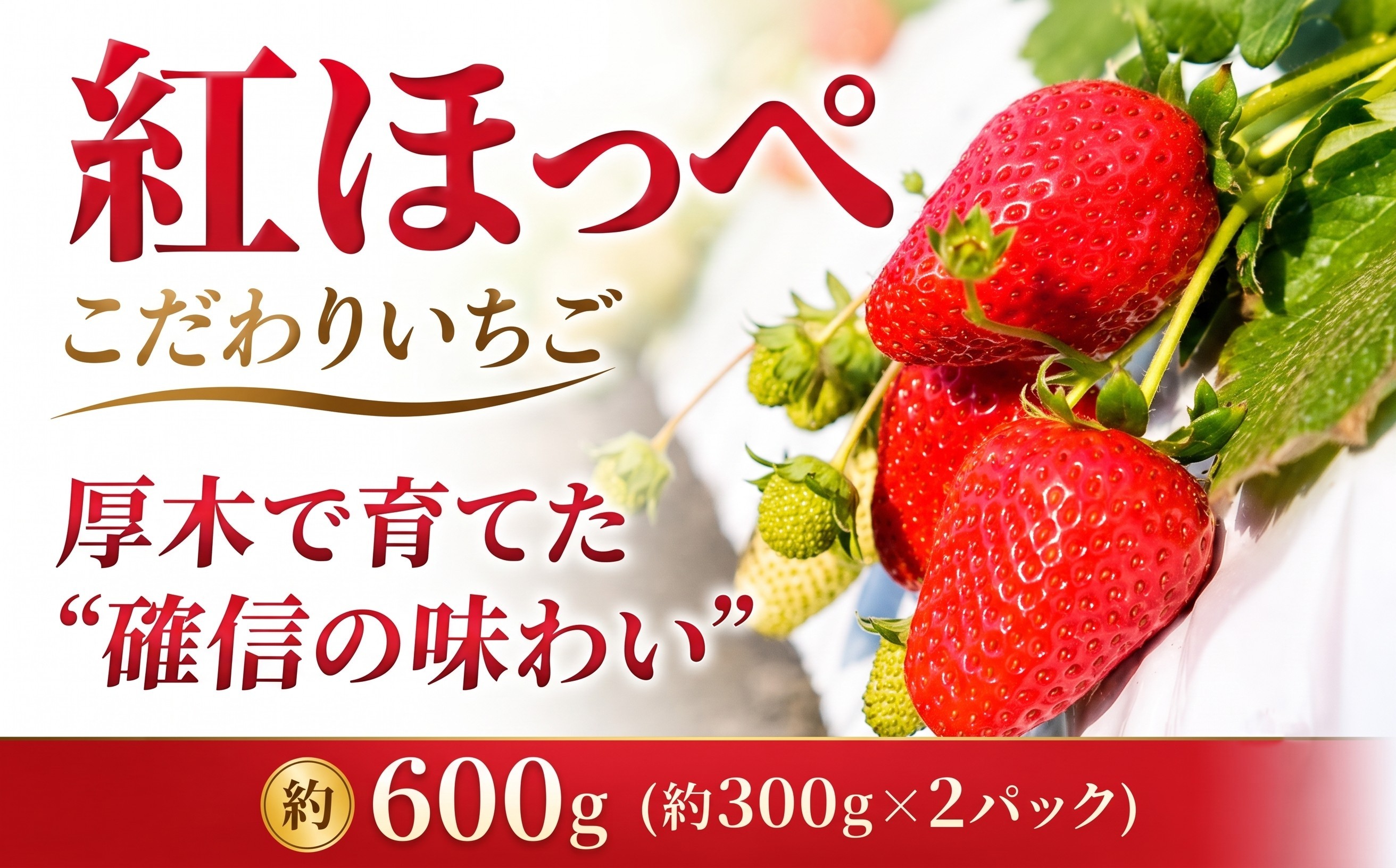 
                  【先行予約】 いちご 紅ほっぺ イチゴ 苺 約 600g 数量限定 農家直送 フルーツ 果物 くだもの ブランド ふるさと納税  神奈川県 厚木市 コンファーム KNF001
                