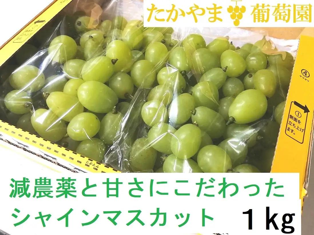 糖度18度以上 粒詰めシャインマスカット 1kg（粒 500g × 2） ※規格外品も含みます