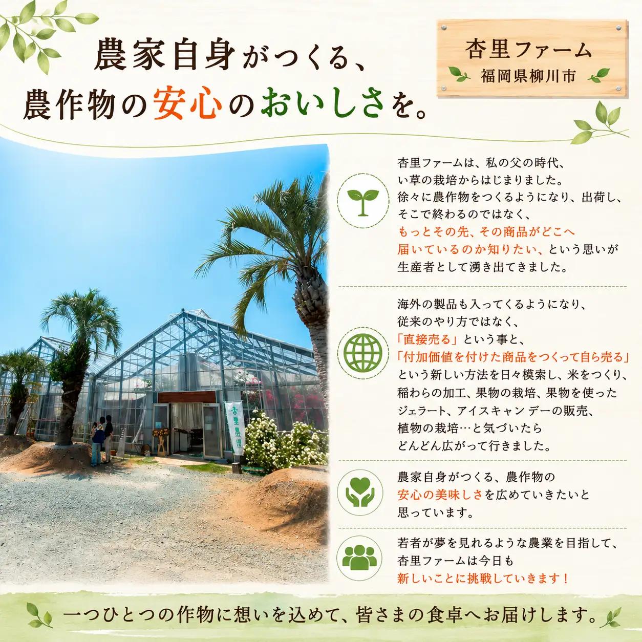 とうもろこし 10-12本セット 柳川市産 トウモロコシ