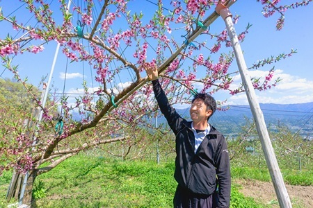 南信州産 あかつき 約5kg 秀品 | あかつき 桃 もも モモ 果物 くだもの フルーツ ジューシー 信州 南信州 送料無料 ふるさと納税 長野県 飯田市