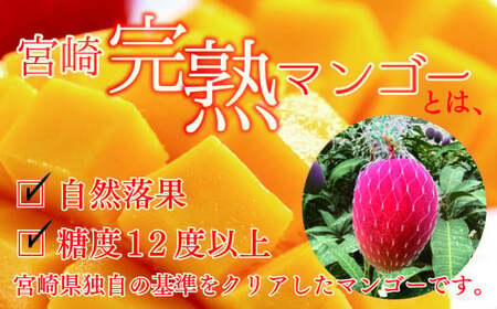 完熟マンゴー ３L～４L×２玉（パック）【濃厚 宮崎 高級 果物 フルーツ 贈答 ギフト 甘い 先行受付 送料無料】