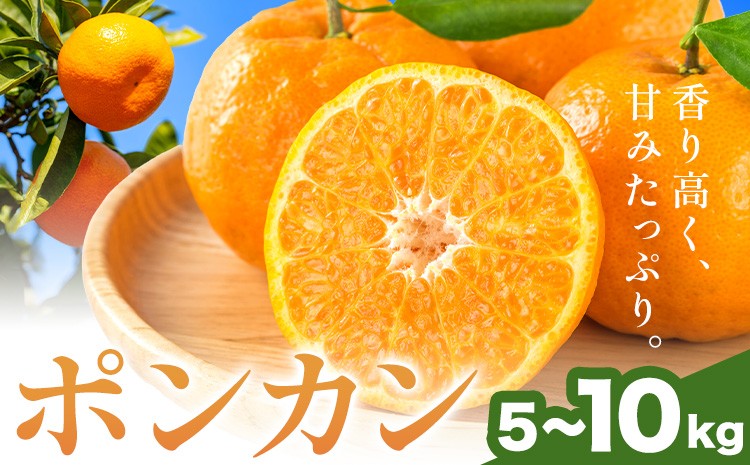 
                  和歌山県産 ポンカン 選べる 5kg 7.5kg 10kg 中畑農園《2027年1月下旬-2月末頃出荷》 和歌山県 日高川町 みかん ミカン 蜜柑 椪柑 フルーツ 果物 柑橘 送料無料
                