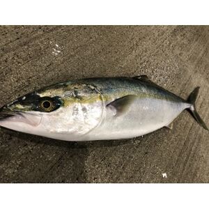 八幡浜発!竹中水産の「活き〆カンパチorハマチorタイ」【H22-211】【配送不可地域：離島・北海道・沖縄県】【1491751】
