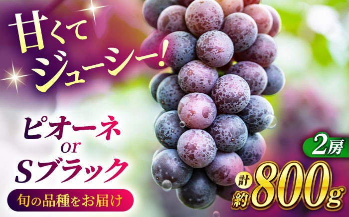 
            【先行予約】【数量限定】ピオーネ or Sブラック 800g（2房） ブドウ 葡萄 おすすめ 国産 熊本県 山鹿 果物 くだもの フルーツ 人気 ランキング 特産品 ブラックシャインマスカット 種類 産地 季節 評価 ブランド 地域 送料無料【合同会社 社方園】[ZBZ002]
          