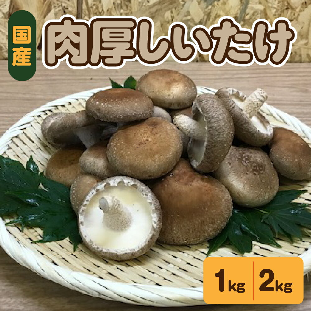 【ふるさと納税】 国産 肉厚 しいたけ 1kg (500g×2袋) or 2Kg (500g×4袋) 青森 新規就農者応援 【 きのこ 椎茸 シイタケ 肉厚しいたけ 】野菜 やさい 青森 五所川原