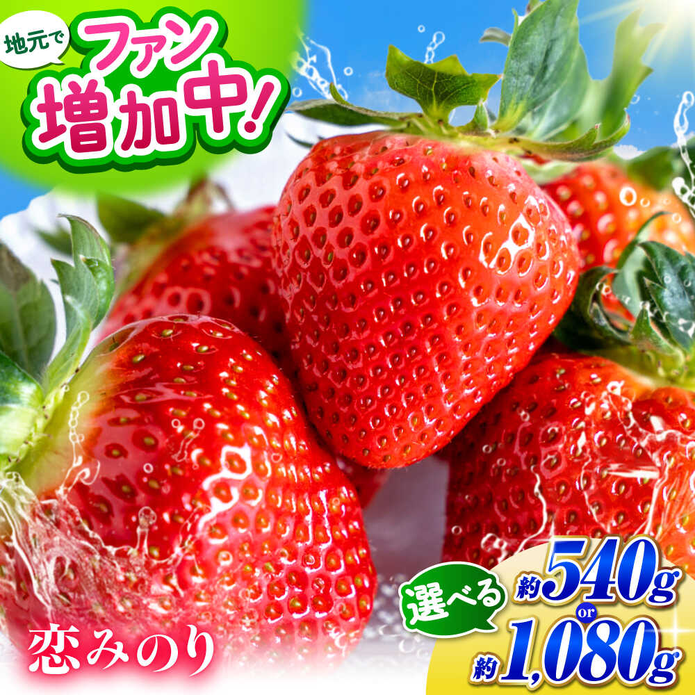 【ふるさと納税】【先行予約】選べる容量！こば農園のこだわりいちご　恋みのり 約540g〜1080g（1パック約270g：6~11粒） 【合同会社 こば農園】[ZFO001] いちご イチゴ 苺 果物 フルーツ 人気 熊本 熊本県 山鹿 国産 人気 恋みのり 新鮮 フレッシュ 冷蔵 500g 1kg 以上
