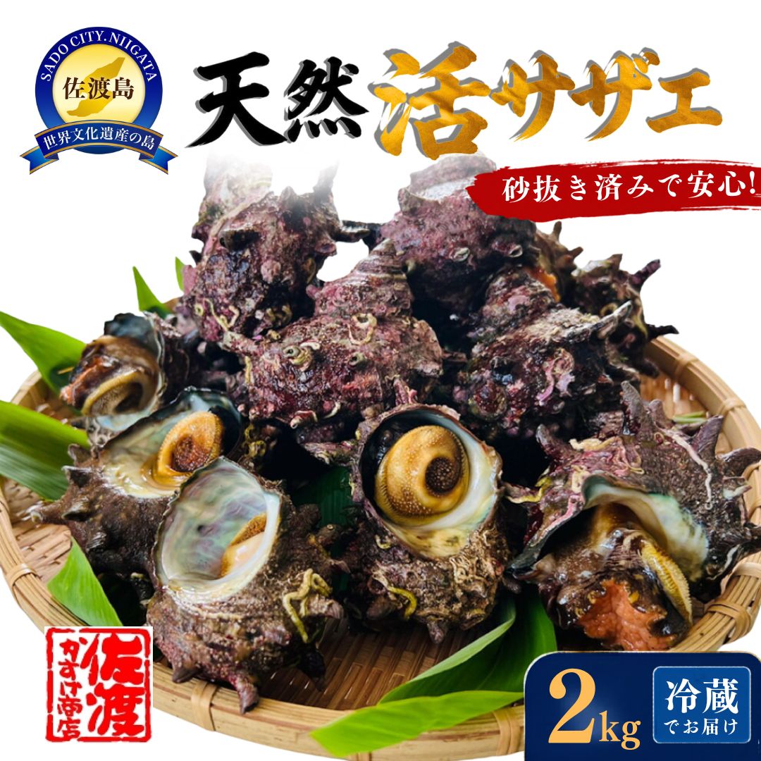 佐渡産　天然活サザエ　2kg | 魚介類 水産 食品 人気 おすすめ 送料無料