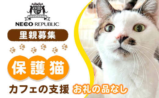 里親募集保護猫カフェの支援【お礼の品なし】ネコリパブリック BR06