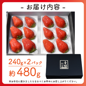 【1月中旬から3月中旬発送】 いちご 章姫 480g  ( 特大粒 )  いちご 苺 イチゴ 果物 フルーツ 箱入り 完熟 真っ赤 おいしい 甘い 評判 農家直送 産地直送 鮮度 抜群 好評 人気 ハ