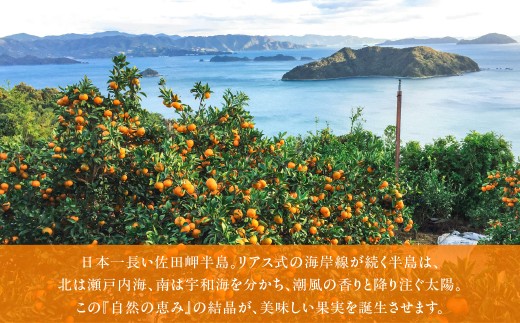 【愛媛県産】田縁農園の無添加100% かんぺい・紅まどんなジュース各3本セット（720ml×6本/かんぺい3、紅まどんな3） ストレート果汁100％【 ふるさと納税 人気 おすすめ ランキング ジュー