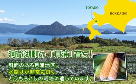 北海道 月浦 めぐみ ゴールド 5kg 先行受付 2026年8月中旬～9月中旬頃お届け とうもろこしトウモロコシ とうきび 恵味 コーン 旬 野菜 甘い 大粒 人気 朝採り 産地直送 青山農園 洞爺湖
