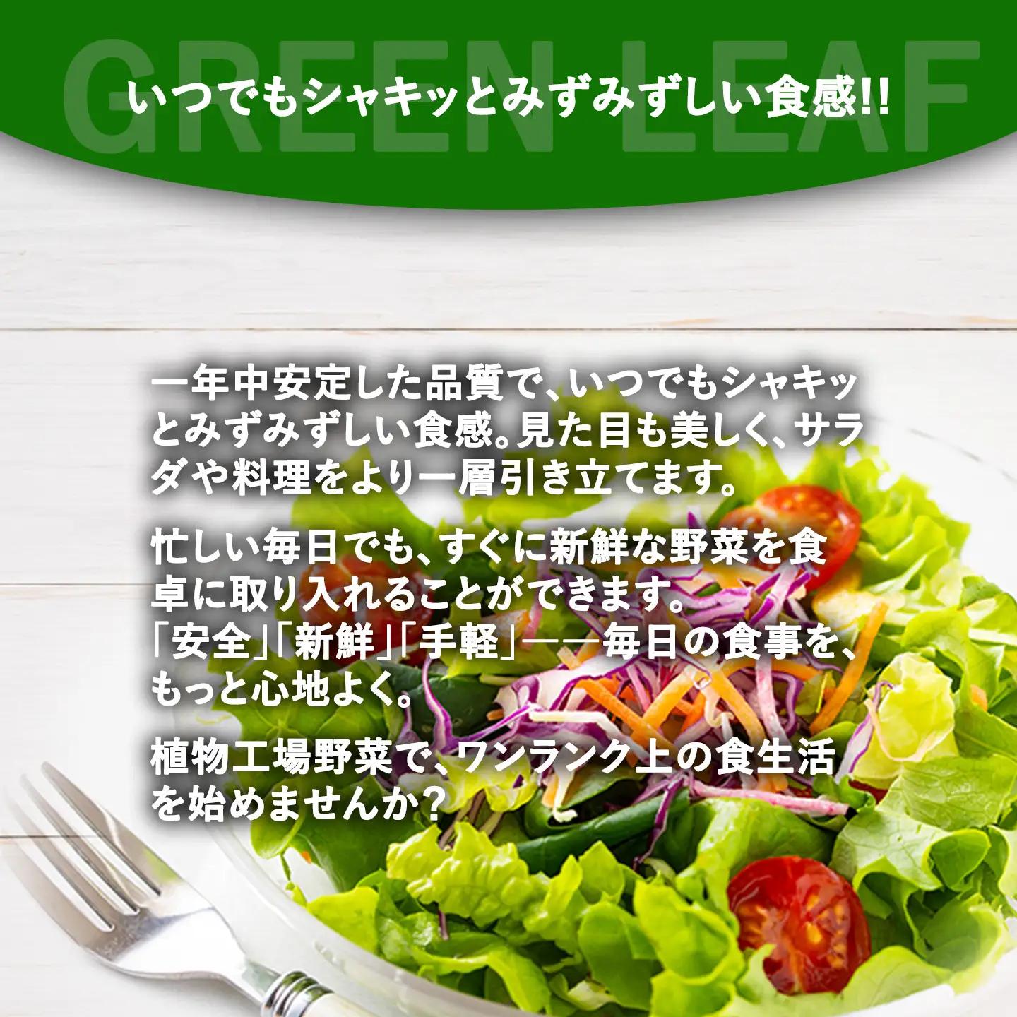 【無農薬】グリーンリーフレタス 500g（約250g×2P）レタス