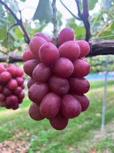 ぶどう クイーンルージュ® 1~1.5kg(2房) |クイーンルージュ