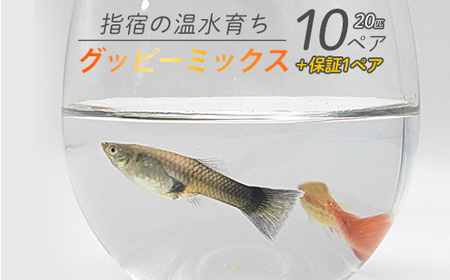 10営業日以内に発送 温水育ち グッピーミックス20匹(10ペア) otofarm 010-1961 ※北海道・沖縄・離島配送不可※ グッピー グッピー