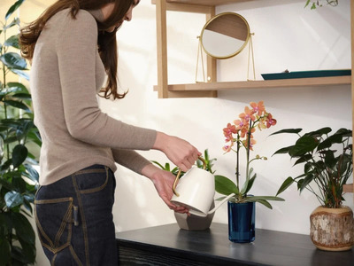 小さな 胡蝶蘭 2本立ち 鉢 付き 1鉢 ranto Mサイズ 【 胡蝶蘭 】