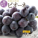 【ふるさと納税】【新鮮・産直】和歌山かつらぎ町産たねなしピオーネ約1.2kg／約2kg／約3kg ★2025年8月中旬から9月下旬頃順次発送 | フルーツ 果物 くだもの 食品 人気 おすすめ 送料無料