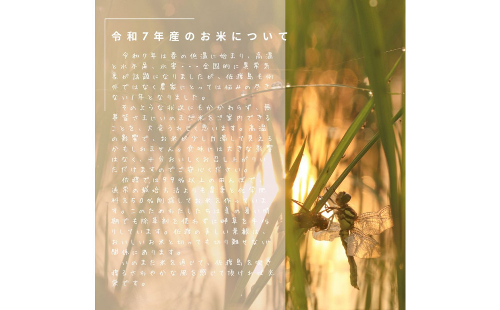 【先行予約】10月中旬以降発送 令和7年産コシヒカリ 精米(無洗米)10kg 農家直送 佐渡市いのまた米