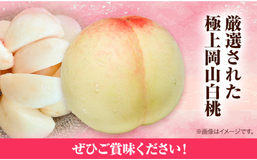 先行予約 岡山県産 白桃（1玉220g以上8玉入りロイヤル） 桃 もも 果物 フルーツ 令和8年産先行受付《2026年7月中旬-8月下旬頃出荷》【配送不可地域あり】H-25b