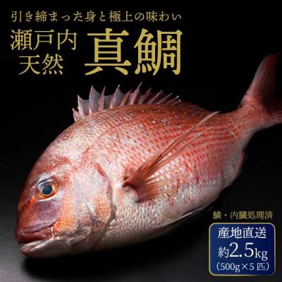 ふるさと納税 三原市 瀬戸内産 天然鯛 約2.5kg(500g×5匹/鱗・内臓処理)[154-006]