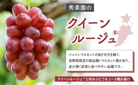 【先行受付2025年発送】クイーンルージュ（R)と旬のおすすめ3種セット（合計3~4房、約2kg）｜秀果園　※2025年9月中旬以降発送予定　種なし　皮ごと　ぶどう　クイーンルージュ