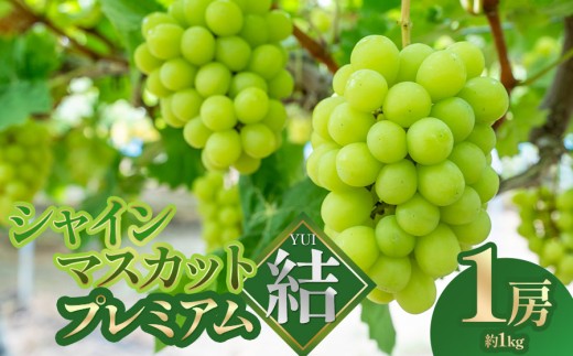 【令和8年先行予約】　シャインマスカット プレミアム「結」 1房(約1kg)　山形県鶴岡市　みのりファーム　| ぶどう ブドウ 葡萄 マスカット 甘い 大粒 旬 産地直送 果物 くだもの フルーツ ギフト 贈答 人気 お取り寄せ 返礼品