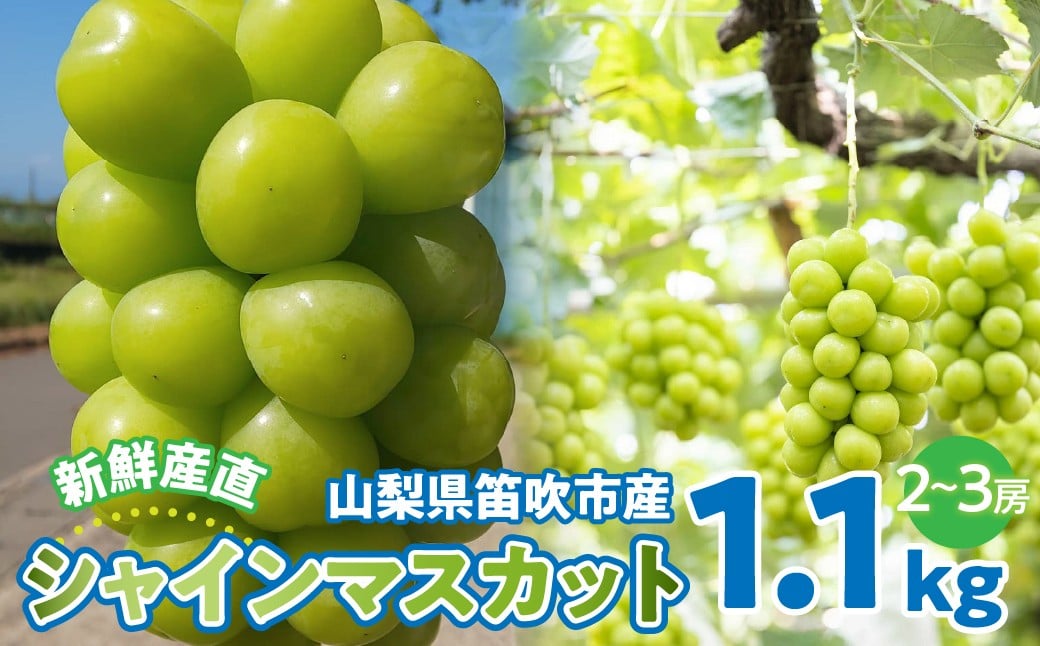 
            【ふるさと納税】シャインマスカット 1.1kg以上 2～3房 130-001
          