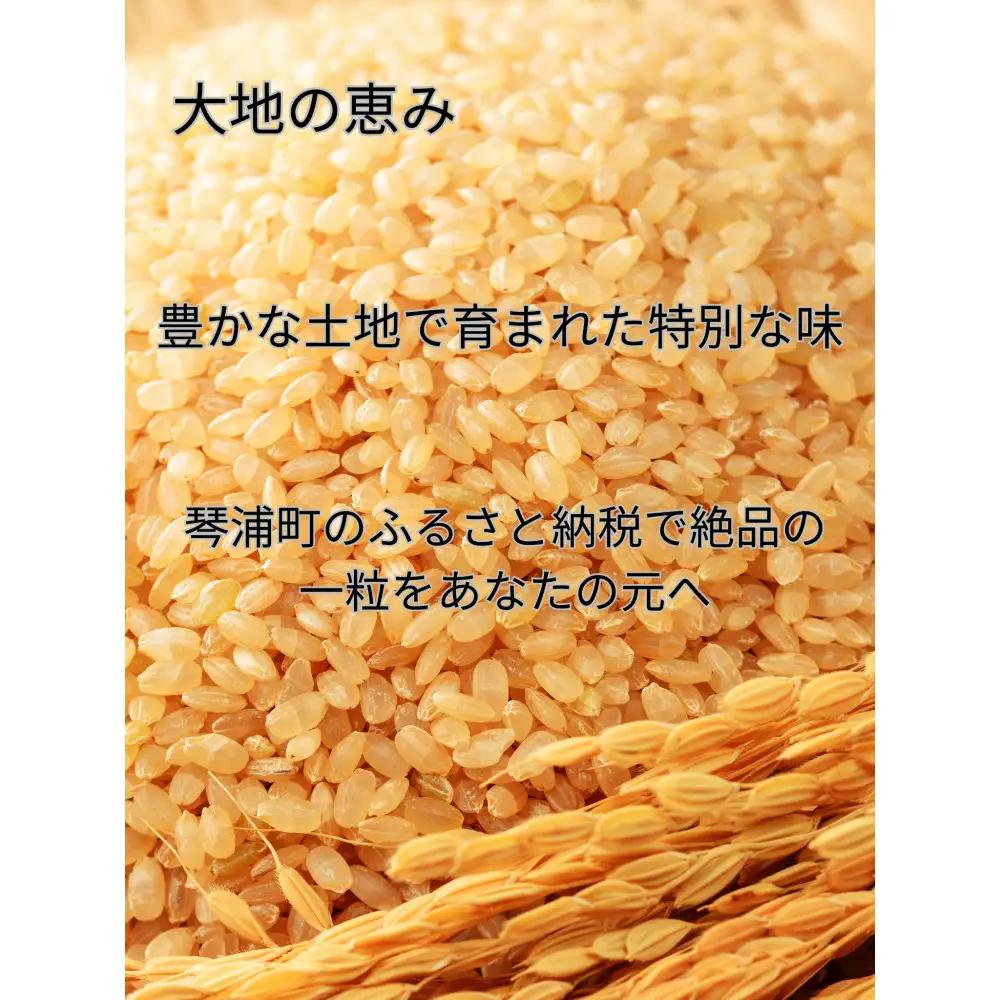 コシヒカリ5kg 玄米 令和7年産 こしひかり