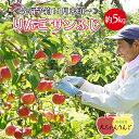 【ふるさと納税】家庭用 りんご サンふじ 約5kg ≪先行予約11月下旬頃～順次発送≫